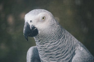 Afrikalı gri bir papağana yaklaş.