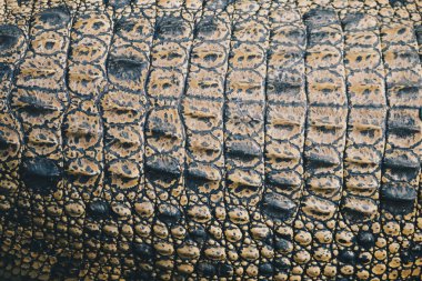 Tuzlu su timsahı üst deri (Crocodylus porosus) veya Buaya muara veya Indo Australian timsahı veya İnsan yiyen timsah. Bataklık hayvanat bahçesinde güneşlenmek.