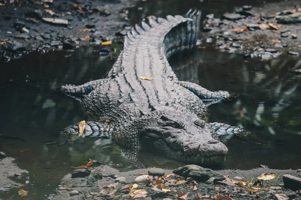 Crocodile Eau Salée Crocodylus Porosus Crocodile Eau Salée Crocodile Indo — Photo