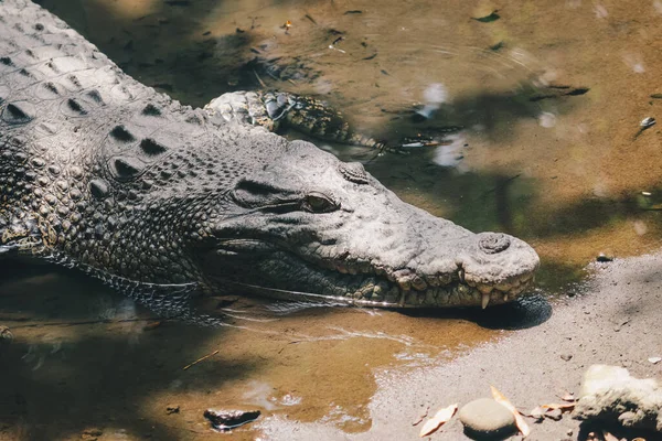Saltwater Crocodile Crocodylus Porosus Saltwater Crocodile Indo Australian Crocodile Man — Stock Photo, Image