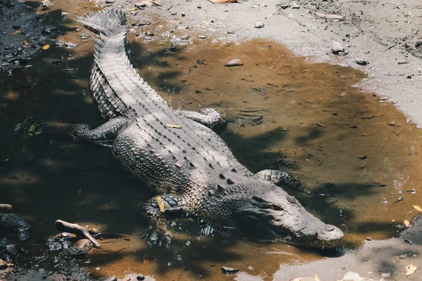 Κροκόδειλος Αλμυρού Νερού Crocodylus Porosus Κροκόδειλος Αλμυρού Νερού Κροκόδειλος Ινδού — Φωτογραφία Αρχείου