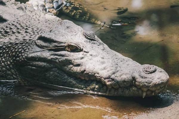 Crocodile Eau Salée Crocodylus Porosus Crocodile Eau Salée Crocodile Indo — Photo