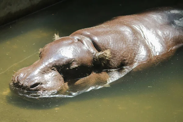 Pygmy Hippopotamus Choeropsis Liberiensis Hexaprotodon Liberiensis Small Hippopotamid Water — Stock Photo, Image