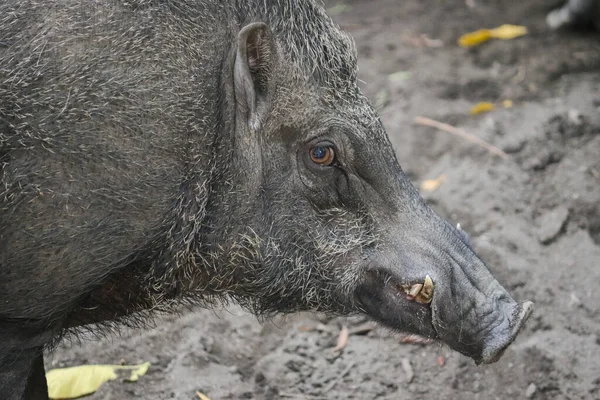 Закрытие Диких Кабанов Sus Scrofa Ferus Дикой Природе — стоковое фото