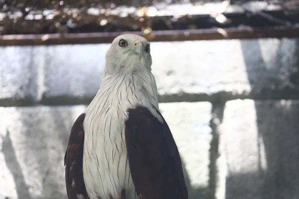 Brahminy Kite Haliastur Indus Elang Bondol Αρπακτικό Πτηνό — Φωτογραφία Αρχείου