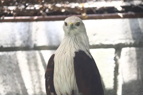 Brahminy Kite Haliastur Indus Elang Bondol Αρπακτικό Πτηνό — Φωτογραφία Αρχείου