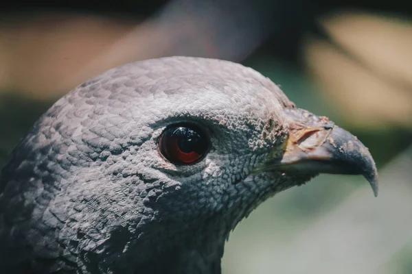 オリエンタル ハニー ブザード Pernis Prtilorhynchus の爪を閉じて 獲物の鳥 — ストック写真