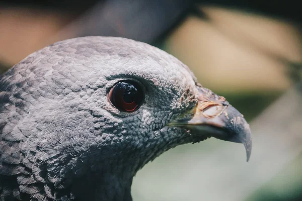 Doğulu akbaba (Pernis ptilorhynchus), yırtıcı kuş pençesi.