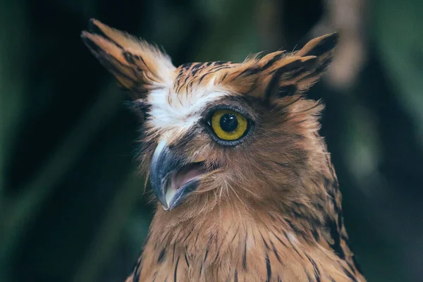 Buffy balık baykuşu (Ketupa ketupu) Malay balık baykuşu olarak da bilinir.