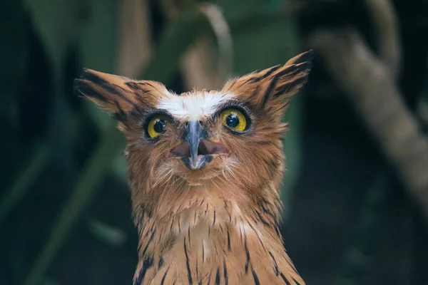 Buffy Fish Owl Ketupa Ketupu Also Called Malay Fish Owl — Stock Photo, Image