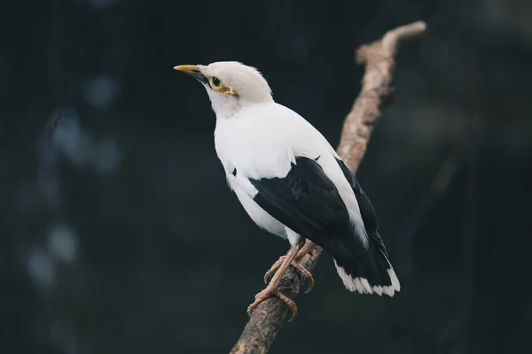 Myna Bianca Myna Alata Nera Acridotheres Melanopterus Sul Ramo Bellissimo — Foto Stock