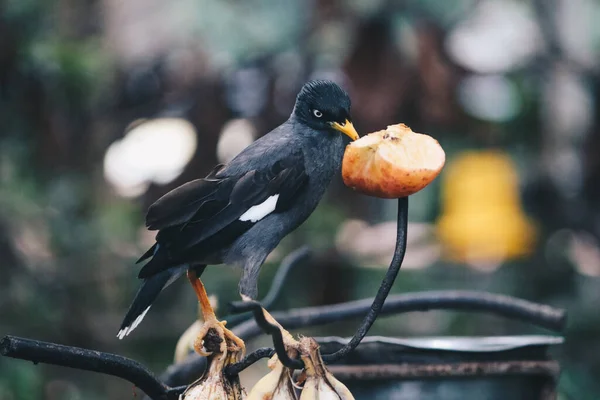 Javan Myna Acridotheres Javanicus Även Känd Som Den Vitventilerade Myna — Stockfoto