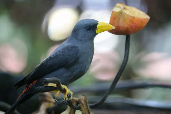 Javan Myna Acridotheres Javanicus Also Known White Vented Myna Jalak — Stock Photo, Image