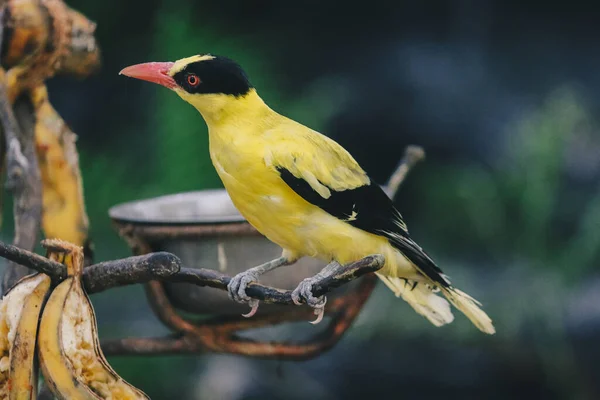 Black Naped Oriole Oriolus Chinensis Single Yellow Bird Perched Tree — Stock Photo, Image