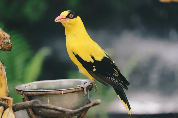 Black Naped Oriole Oriolus Chinensis Single Yellow Bird Perched Tree — Stock Photo, Image