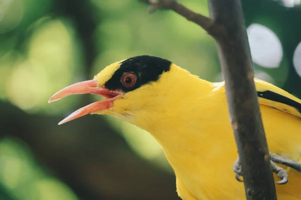 Oriol Naped Negro Oriolus Chinensis Pájaro Amarillo Único Encaramado Una —  Fotos de Stock