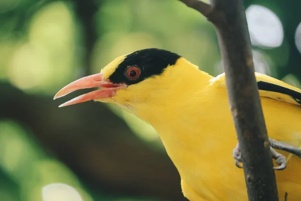 Oriole Nappato Nero Oriolus Chinensis Uccello Giallo Singolo Appollaiato Ramo — Foto Stock