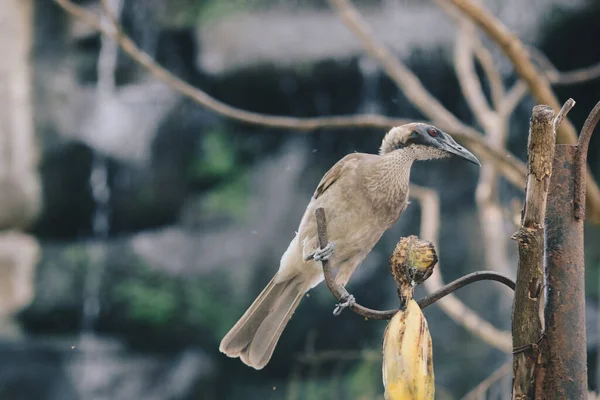 Portrait Rapproché Frêne Casqué Philemon Buceroides Assis Sur Une Branche — Photo