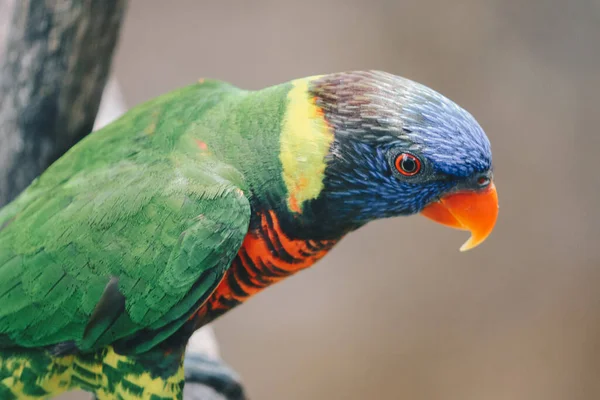 Κοντινό Πλάνο Του Πτηνού Coconut Lorikeets Trichoglossus Hatodus — Φωτογραφία Αρχείου