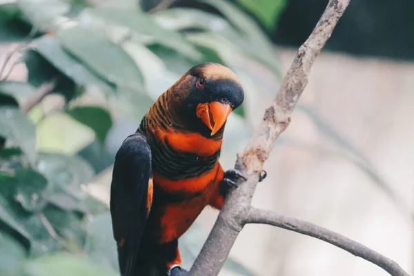 Dusky Lories Pseudeos Fuscata Banded Lories Nuri Kelam Orange Black — Stock Photo, Image