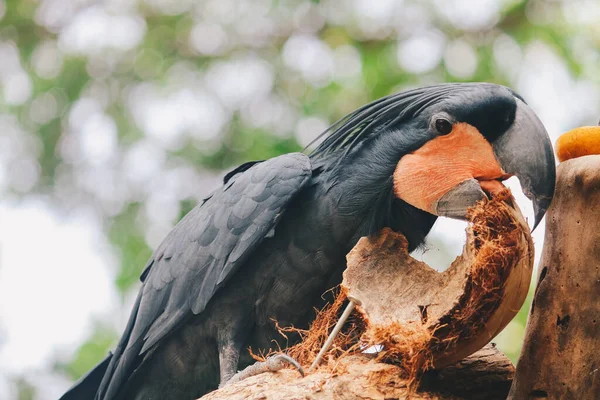 Palm Cockatoo Probosciger Aterrimus Eating Coconut Shell Dark Parrot Green — Stock Photo, Image