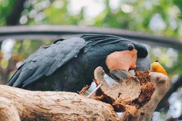 Cacatúa Palma Probosciger Aterrimus Comiendo Cáscara Coco Loro Oscuro Hábitat — Foto de Stock