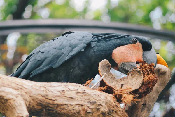 Cacatoès Palmier Probosciger Aterrimus Mangeant Coque Noix Coco Perroquet Foncé — Photo