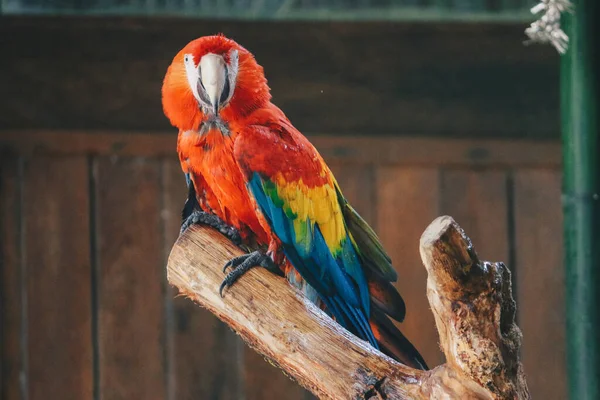 Scarlet Παπαγάλος Macaw Ara Macao Κάνουν Ντους Νερό Βουτιά — Φωτογραφία Αρχείου