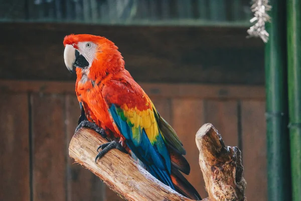 Kırmızı Macaw Papağanı Ara Macao Sıçratarak Duş Alır — Stok fotoğraf