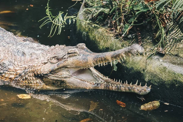 Gharial Gavialis Gangeticus Mâle Adulte Crocodile Piscivore Repose Eau Peu — Photo