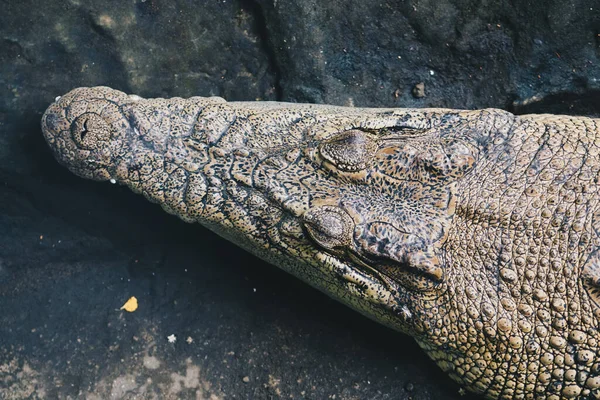 一条吃鱼的鳄鱼是成熟的公鳄鱼 栖息在浅水中 — 图库照片
