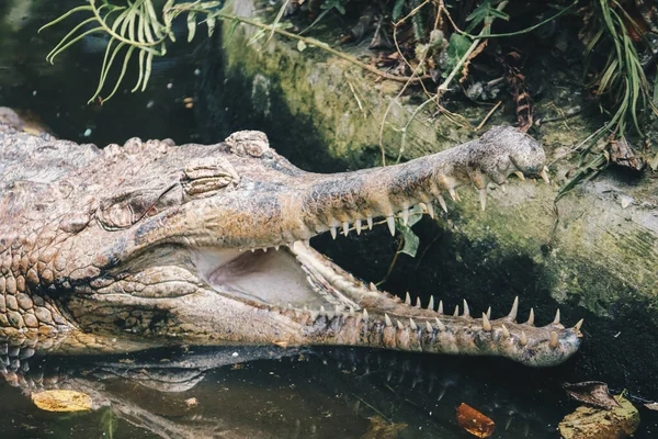 Gharial Macho Amadurecido Gavialis Gangeticus Crocodilo Devorador Peixes Está Descansando — Fotografia de Stock