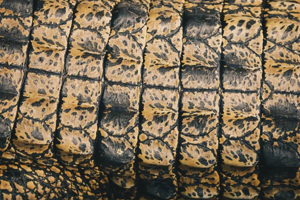 咸水鳄鱼顶部皮肤 Crocodylus Porosus 或Buaya Muara或印度支那鳄鱼或食人鱼鳄鱼的头像 湿地动物园的日光浴 — 图库照片