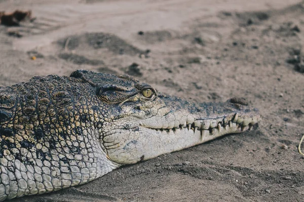 Saltvattenkrokodil Crocodylus Porosus Eller Saltvattenkrokodil Eller Indo Australian Krokodil Eller — Stockfoto