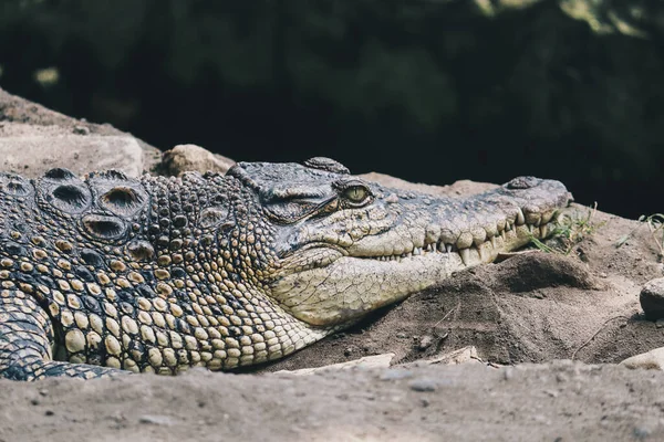 Saltwater Crocodile Crocodylus Porosus Saltwater Crocodile Indo Australian Crocodile Man — Stock Photo, Image