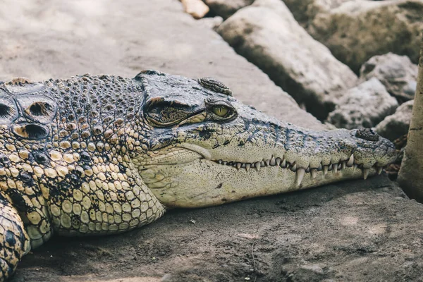 Zoutwaterkrokodil Crocodylus Porosus Zoutwaterkrokodil Indo Australische Krokodil Menseter Krokodil Zonnebaden — Stockfoto