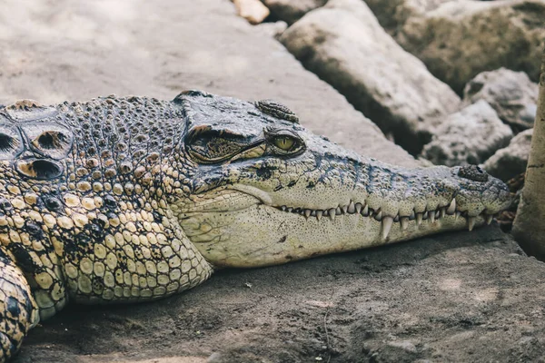 Солёный Крокодил Crocodylus Porosus Морской Крокодил Индоавстралийский Крокодил Людоед Загорание — стоковое фото