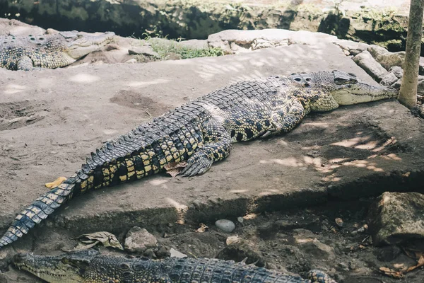 Κροκόδειλος Αλμυρού Νερού Crocodylus Porosus Κροκόδειλος Αλμυρού Νερού Κροκόδειλος Ινδού — Φωτογραφία Αρχείου
