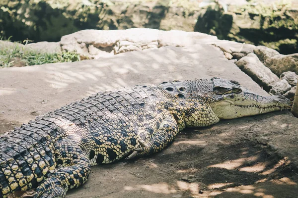 Crocodile Eau Salée Crocodylus Porosus Crocodile Eau Salée Crocodile Indo — Photo