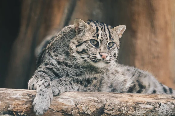 Fishing Cat Mangrove Cat Prionailurus Viverrinus Rests Perch — Stock Photo, Image