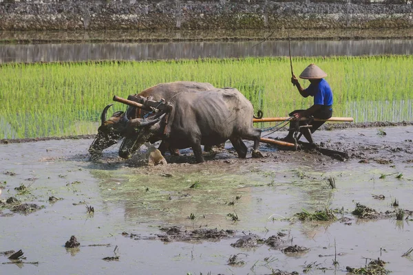 Çiftçi çeltik tarlasını çift öküzle veya bufaloyla sürüyor..