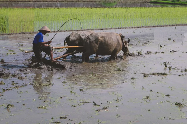 Çiftçi çeltik tarlasını çift öküzle veya bufaloyla sürüyor..