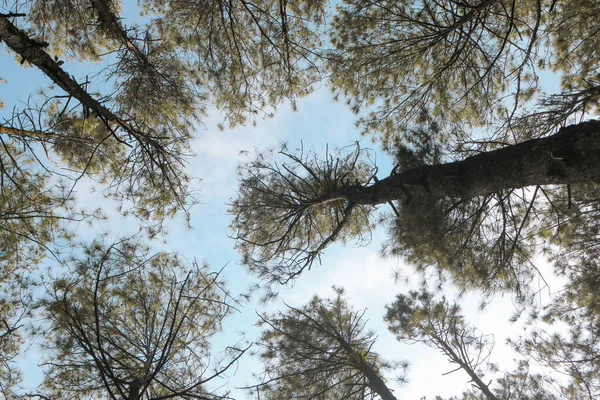 Çam Ormanı Manzarasının Altında Mavi Gökyüzü Arka Planı Güneş Işığı — Stok fotoğraf