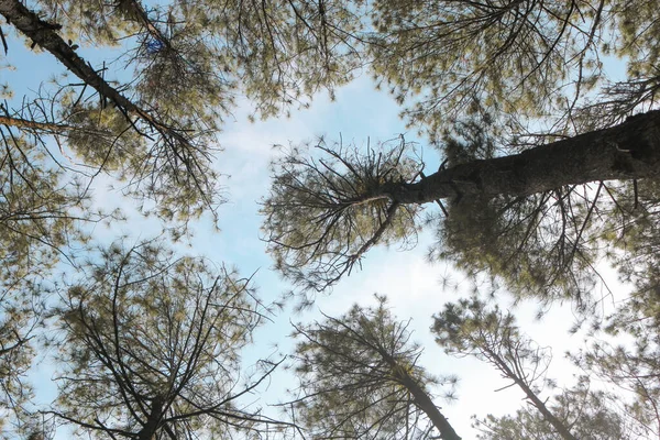 Vue Fond Forêt Pins Avec Fond Bleu Ciel Lumière Soleil — Photo