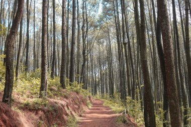 Hutan Pinus Mangunan, Yogyakarta, Endonezya 'daki çam ormanlarının sonbahar manzarası.