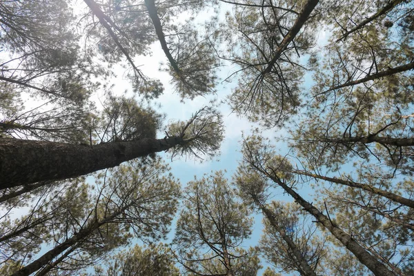 Vue Fond Forêt Pins Avec Fond Bleu Ciel Lumière Soleil — Photo