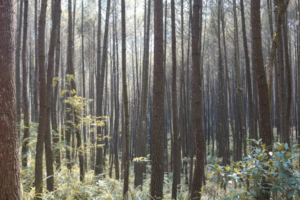 Autunno Paesaggio Autunnale Pineta Hutan Pinus Mangunan Yogyakarta Indonesia — Foto Stock