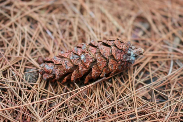 Brown pine cone or pine tree fruit on the ground with dry autumn pine leaf in the background
