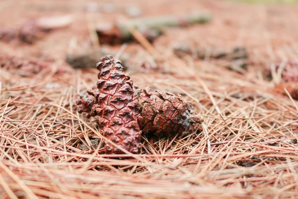 Brown pine cone or pine tree fruit on the ground with dry autumn pine leaf in the background