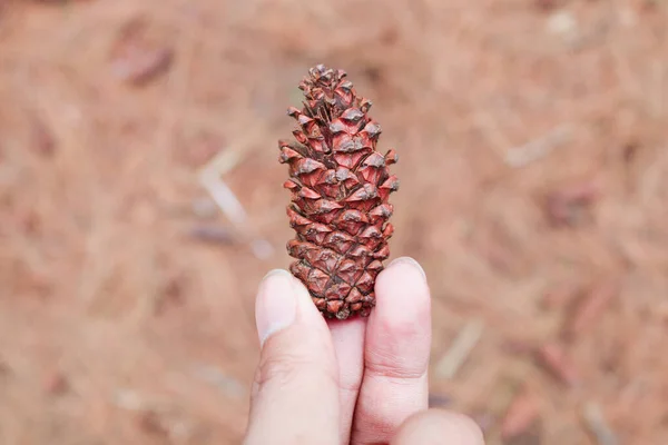 Une Main Apporter Cône Pin Brun Pins Fruits Avec Forêt — Photo